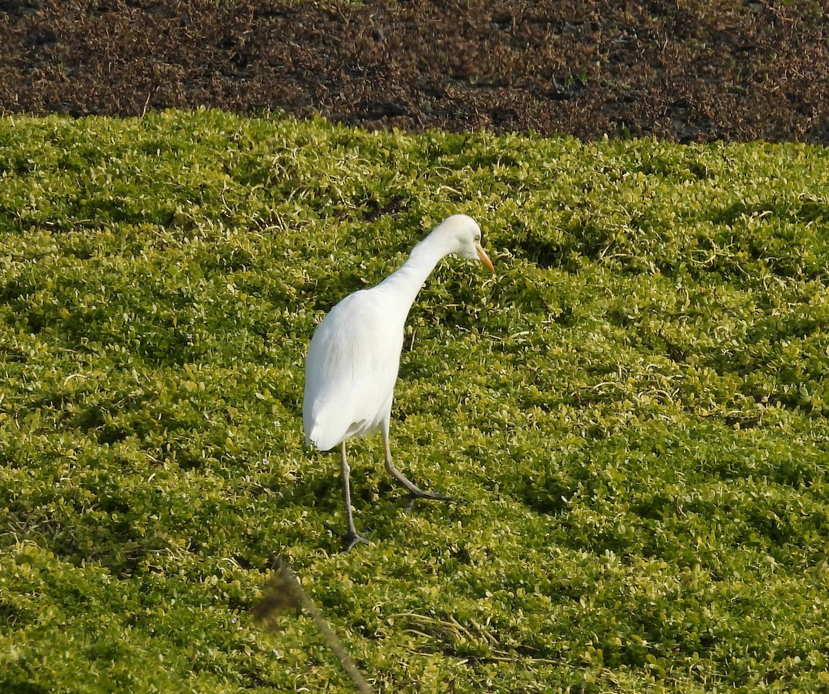 Airone guardabuoi - ML646336581