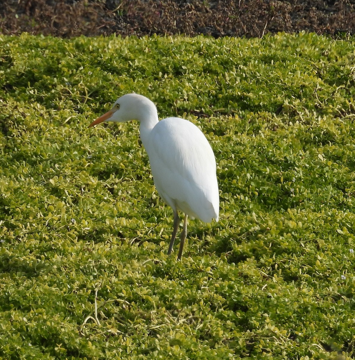 Airone guardabuoi - ML646336582