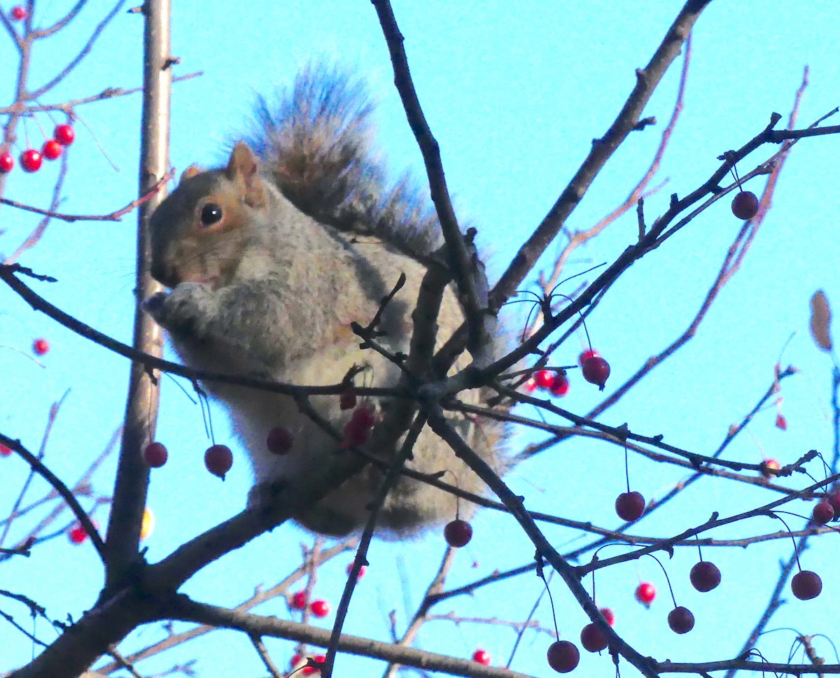 灰松鼠 - ML646336586