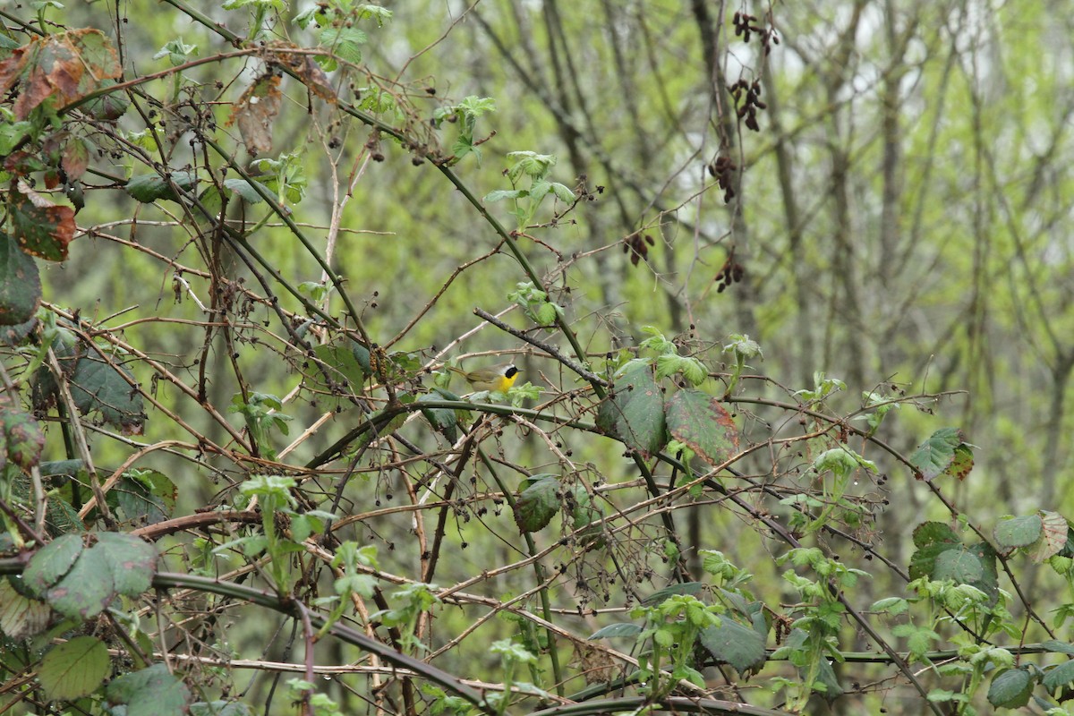 Common Yellowthroat - ML646336587