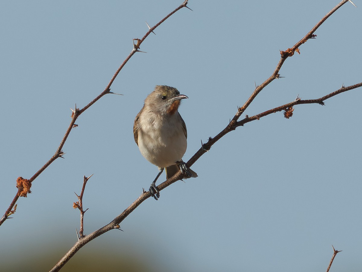 Rufous-throated Honeyeater - ML646336593
