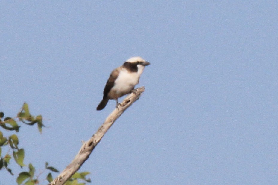 Weißscheitelwürger - ML646336596