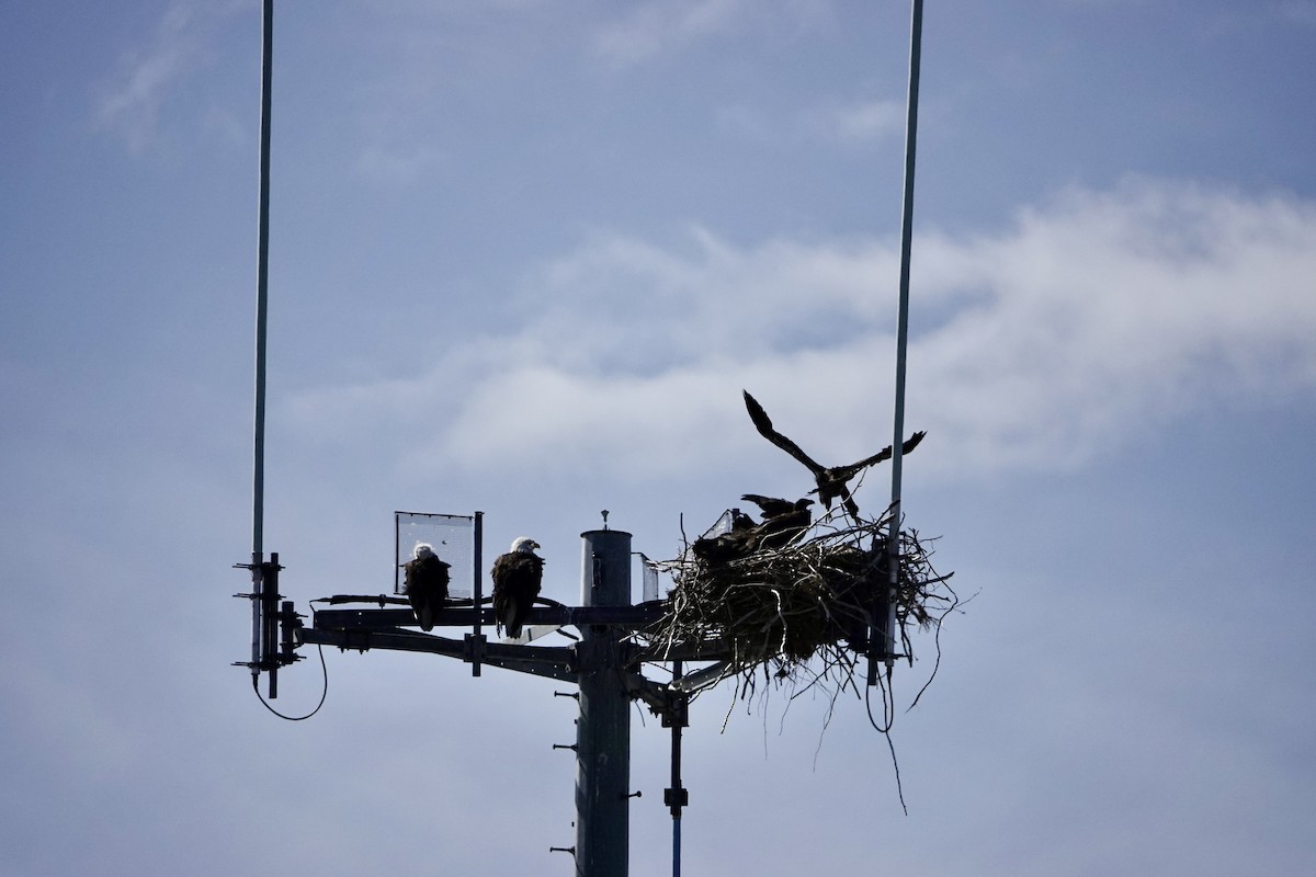 Bald Eagle - ML646336597