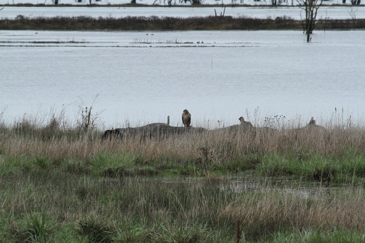 Northern Harrier - ML646336598