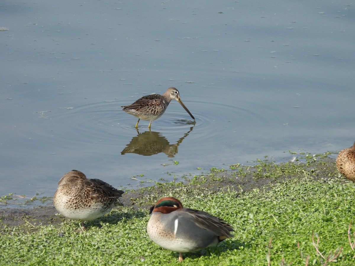 Limnodromo pettorossiccio - ML646336601