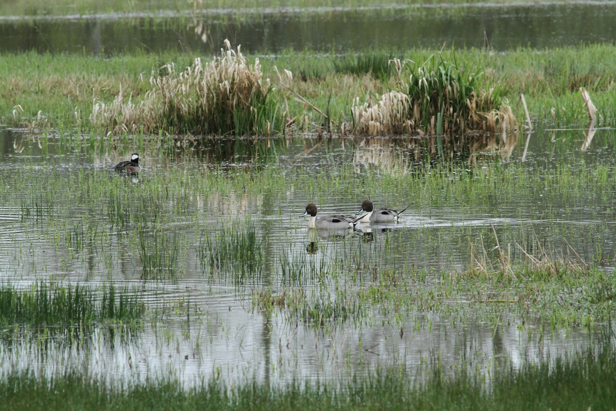 Northern Pintail - ML646336608