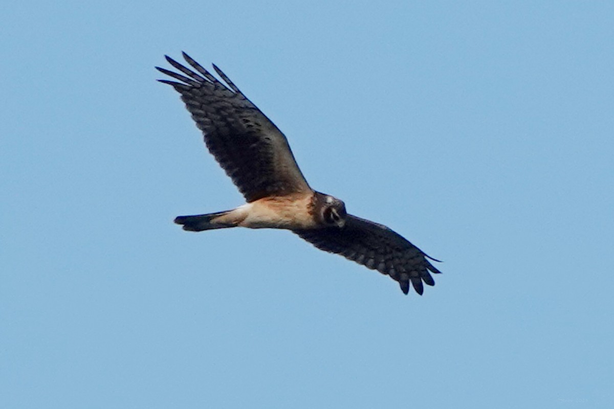 Northern Harrier - ML646336611
