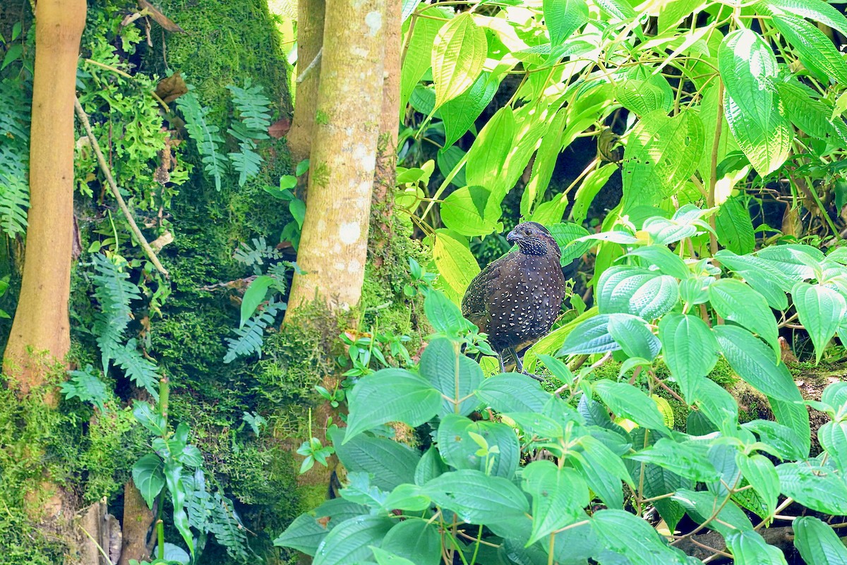 Corcovado Goteado - ML646336614