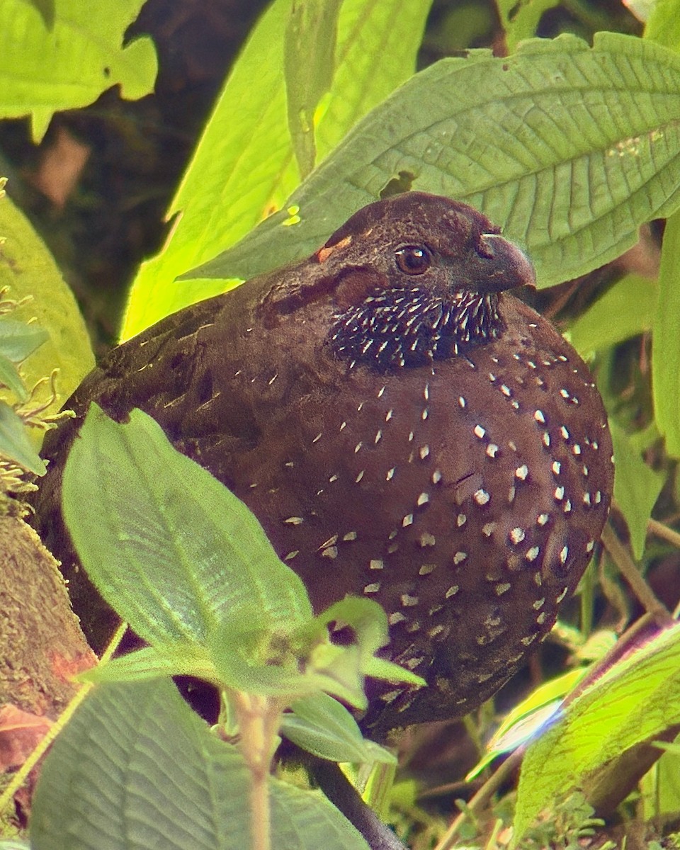 Corcovado Goteado - ML646336617