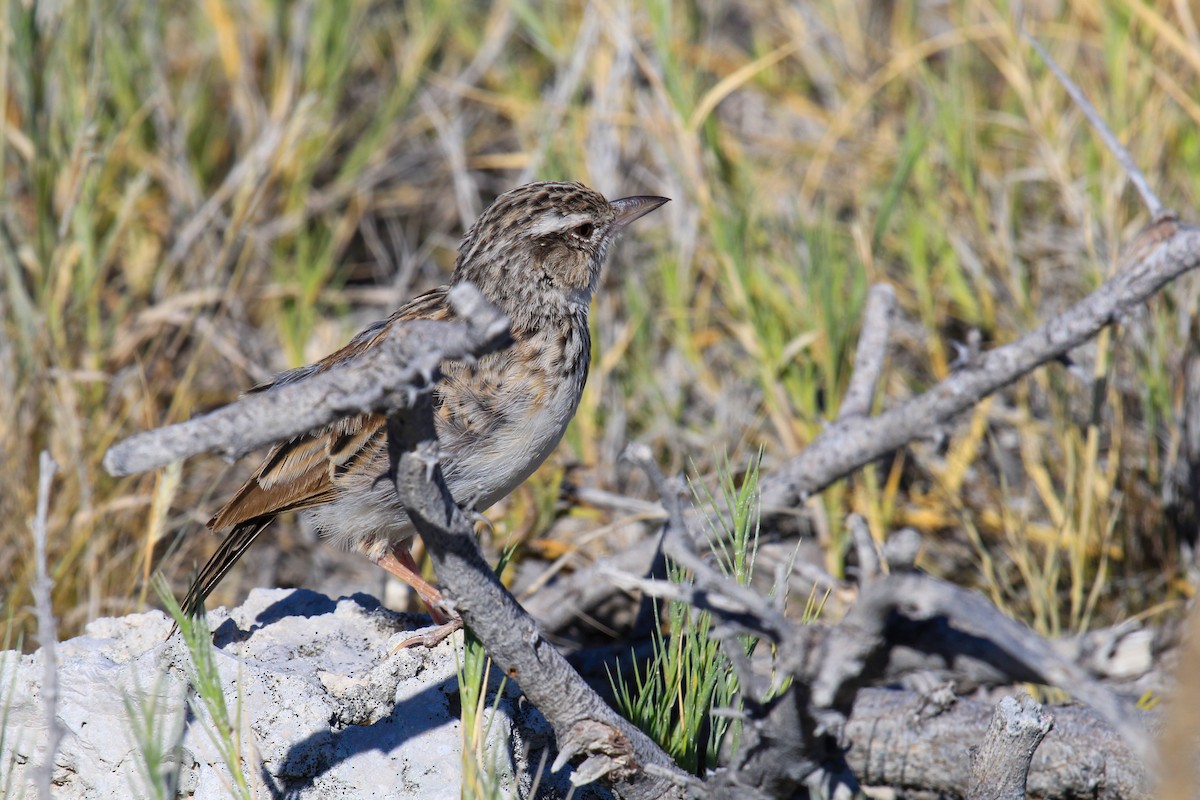 Sabota Lark - ML646336618