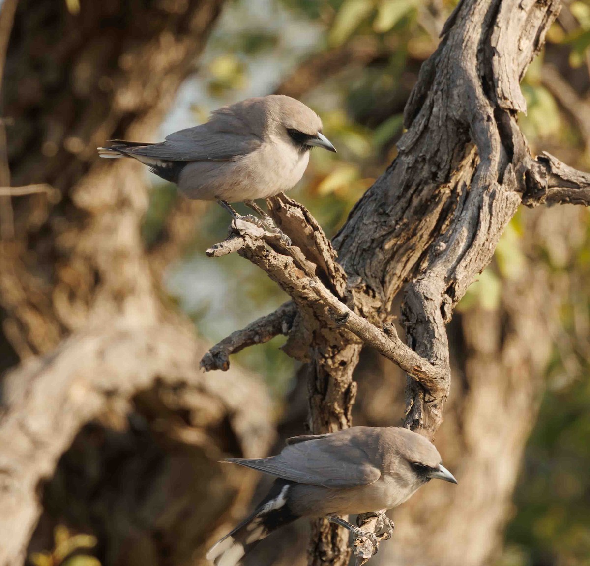 Black-faced Woodswallow - ML646336619