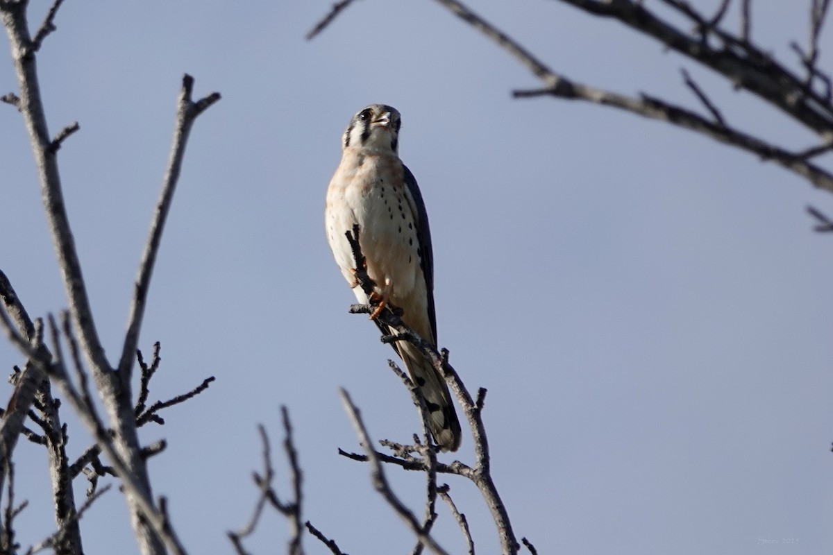 בז אמריקני - ML646336620