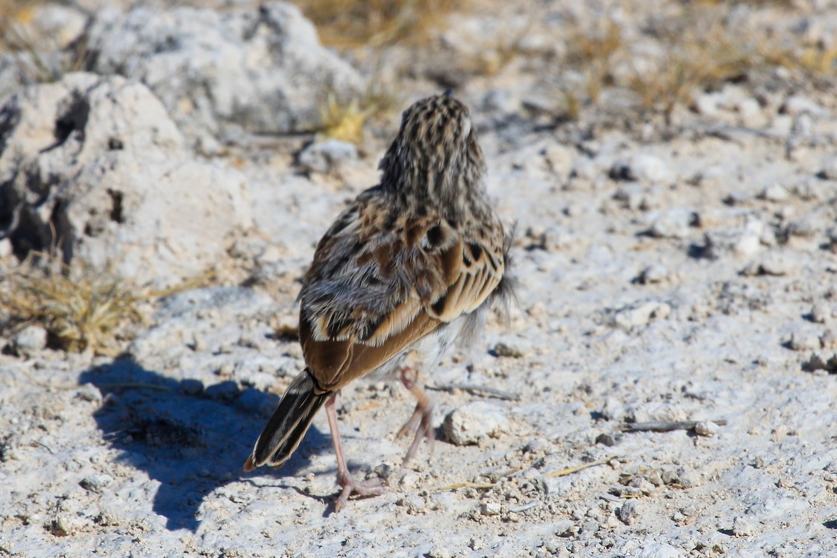 Sabota Lark - ML646336621