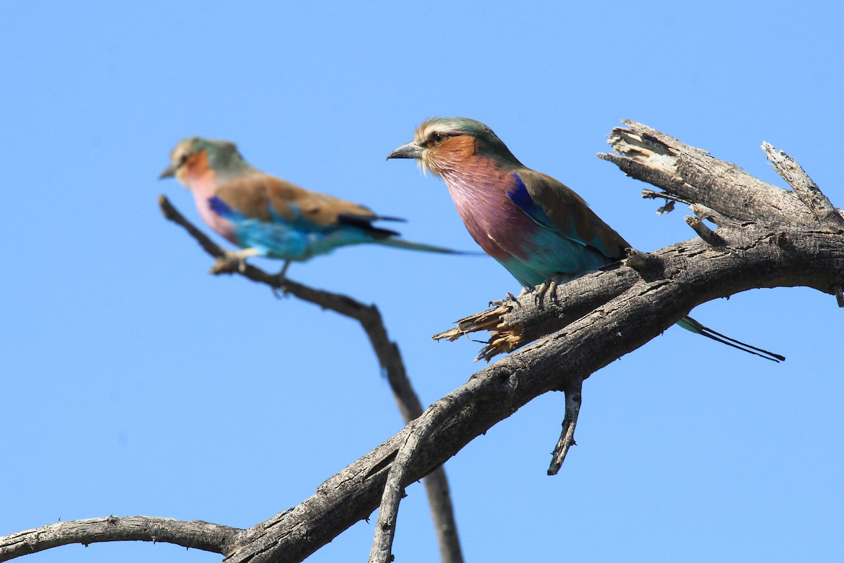 Lilac-breasted Roller - ML646336624