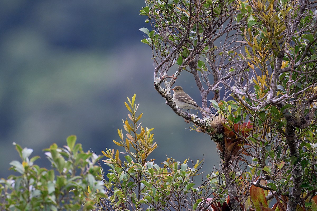 Mountain Elaenia - ML646336628