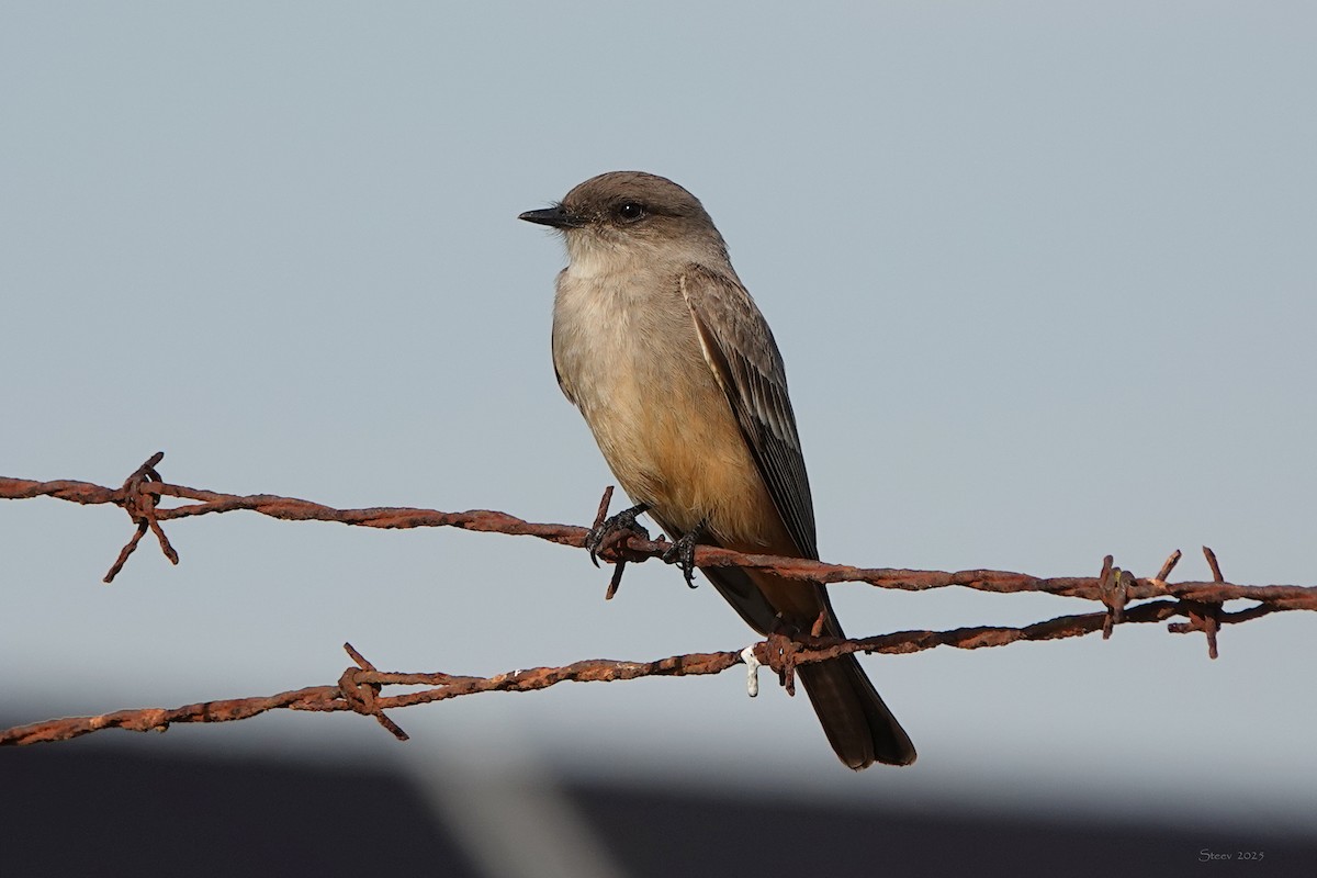 Say's Phoebe - ML646336631