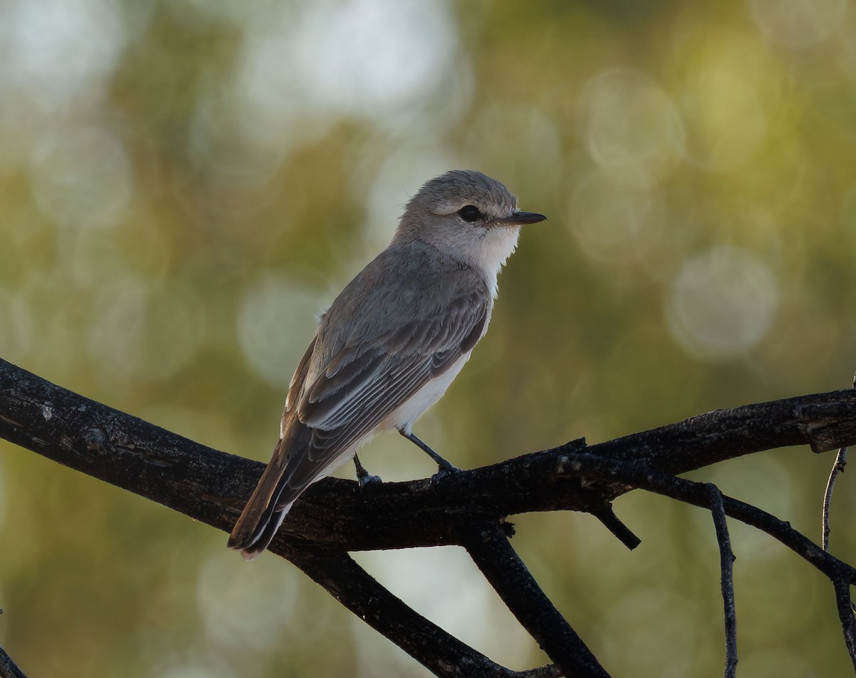 lejsčík šedohnědý - ML646336635