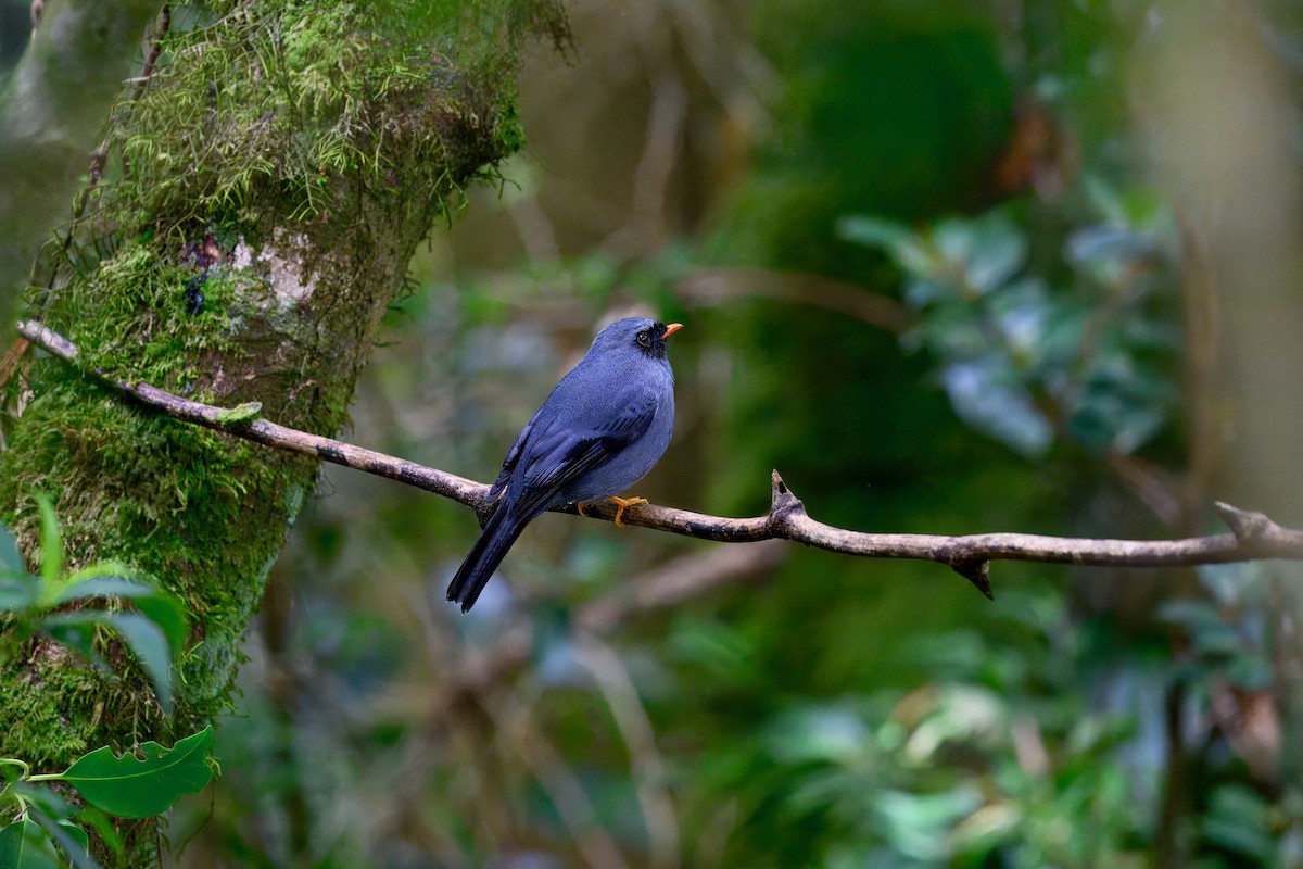Black-faced Solitaire - ML646336636