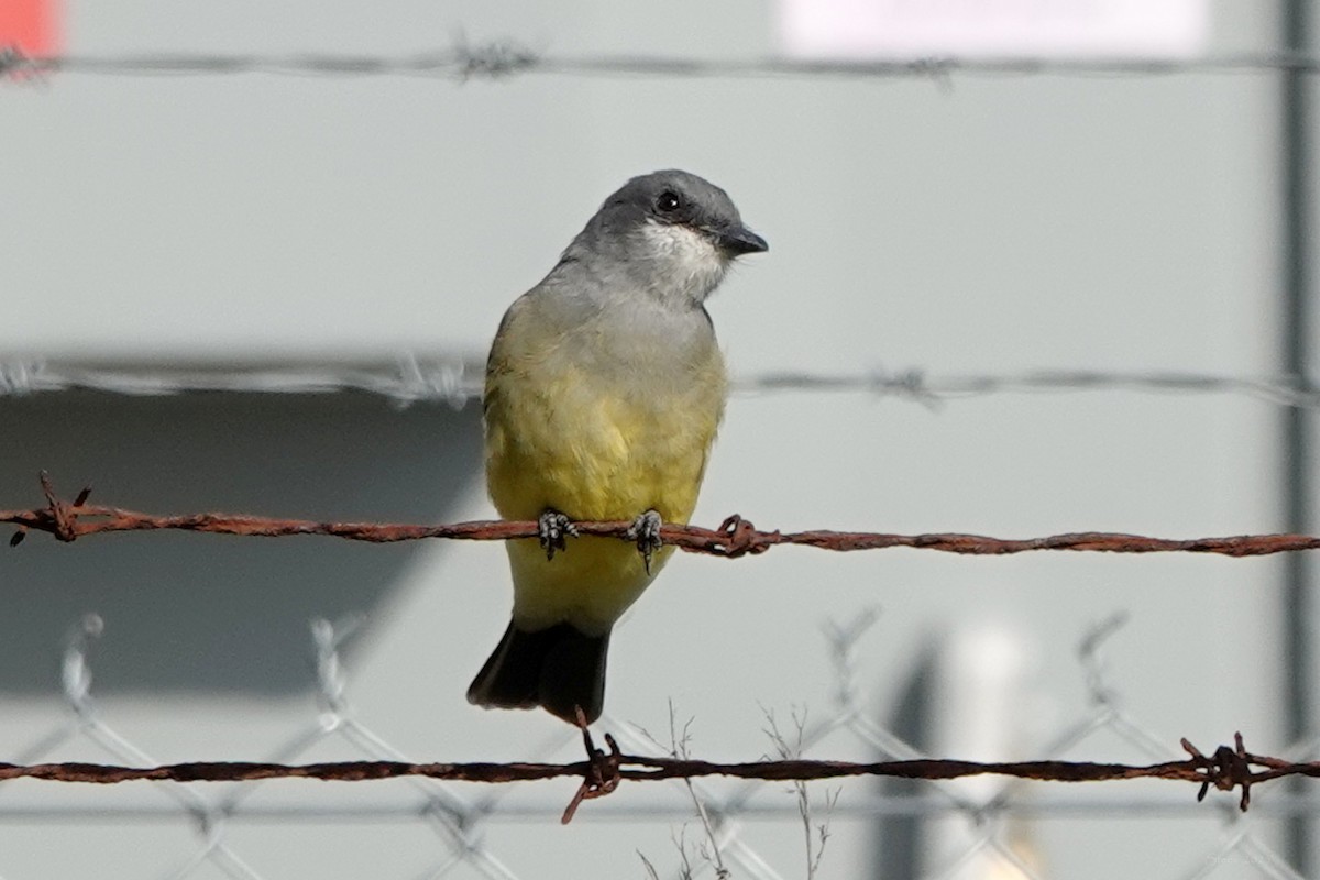 Cassin's Kingbird - ML646336639