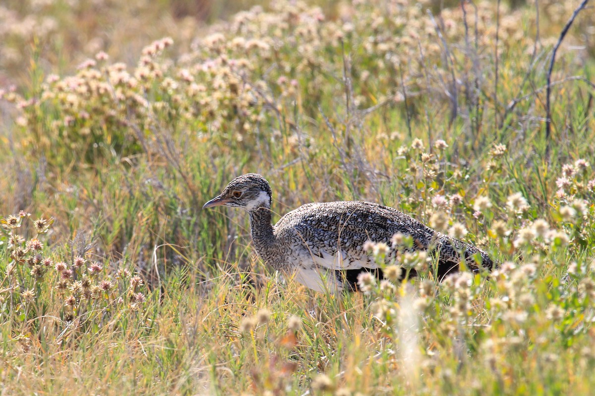 White-quilled Bustard - ML646336640