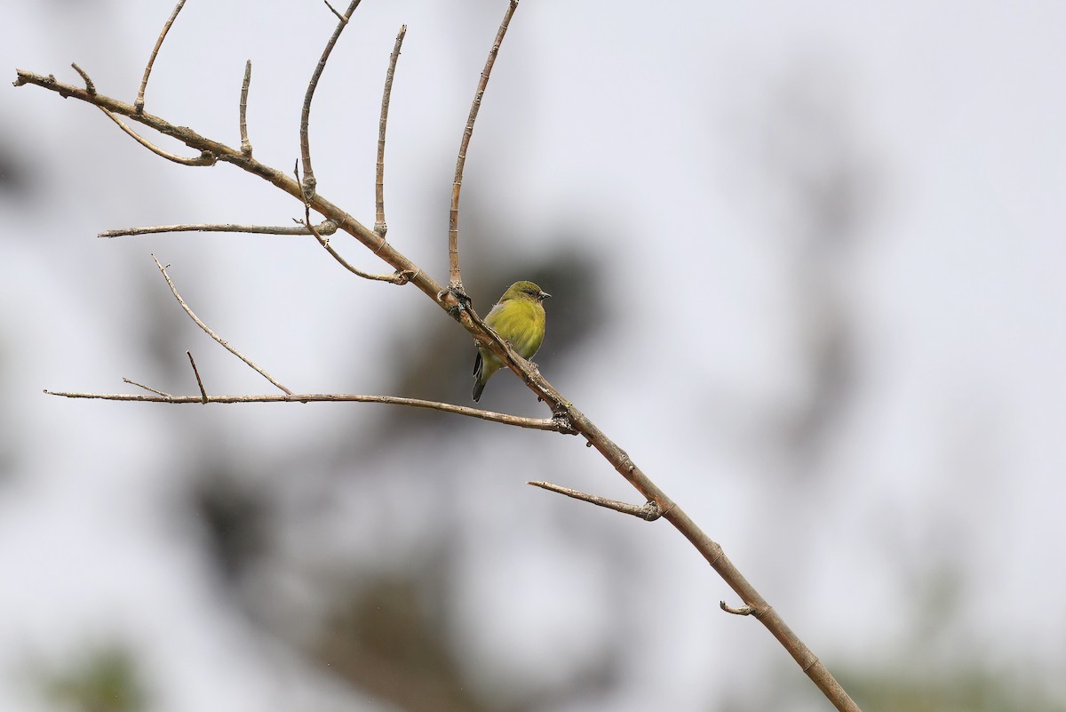 Yellow-bellied Siskin - ML646336646