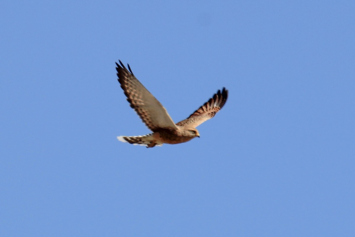 Greater Kestrel - ML646336654
