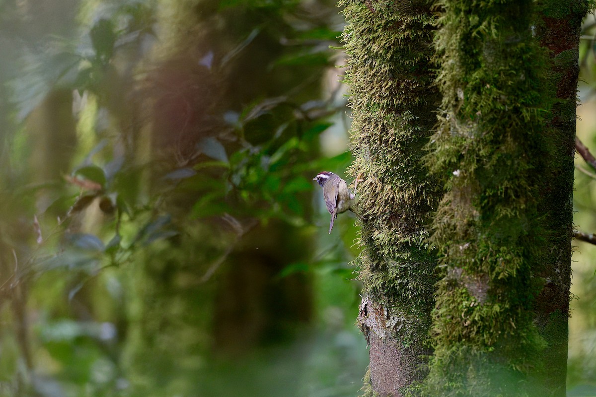 Black-cheeked Warbler - ML646336655