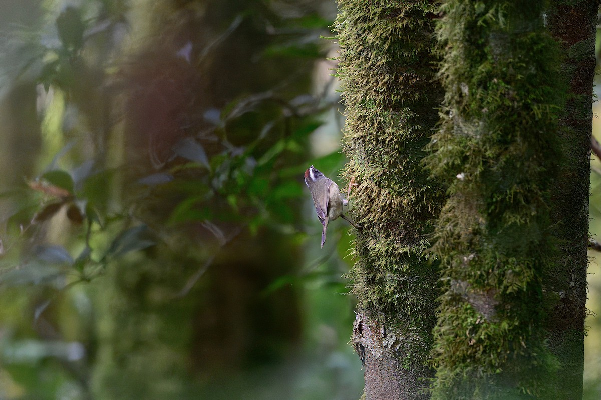 Black-cheeked Warbler - ML646336656