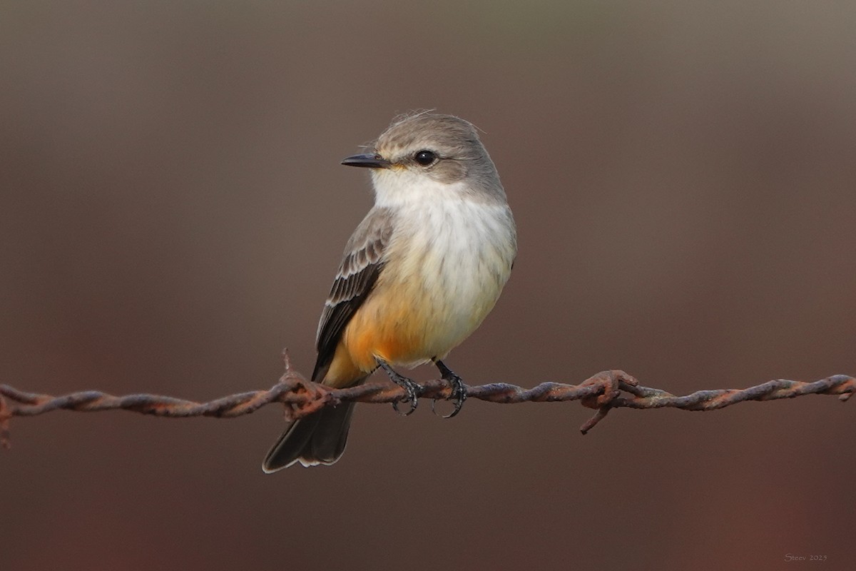 Vermilion Flycatcher - ML646336657