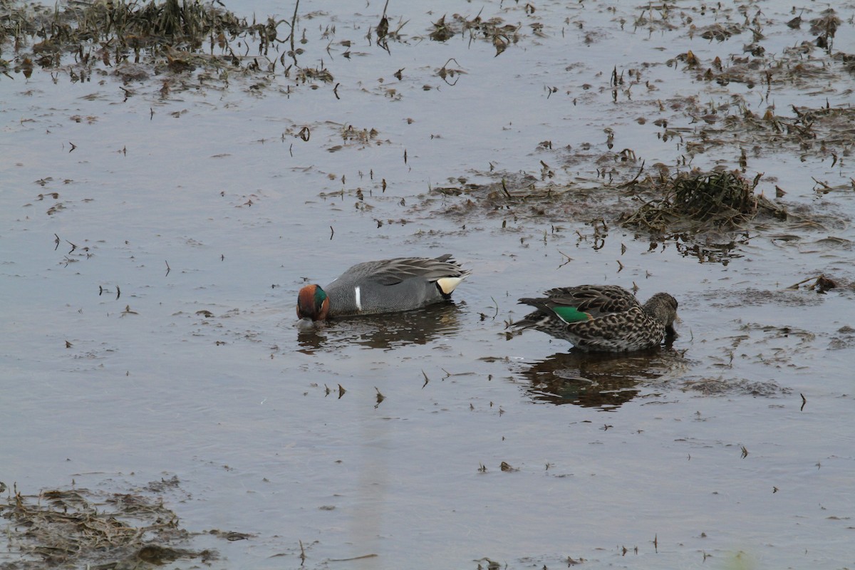 Green-winged Teal - ML646336658