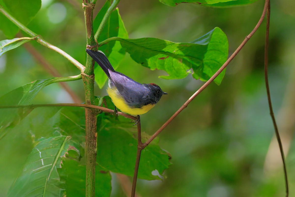 Slate-throated Redstart - ML646336660
