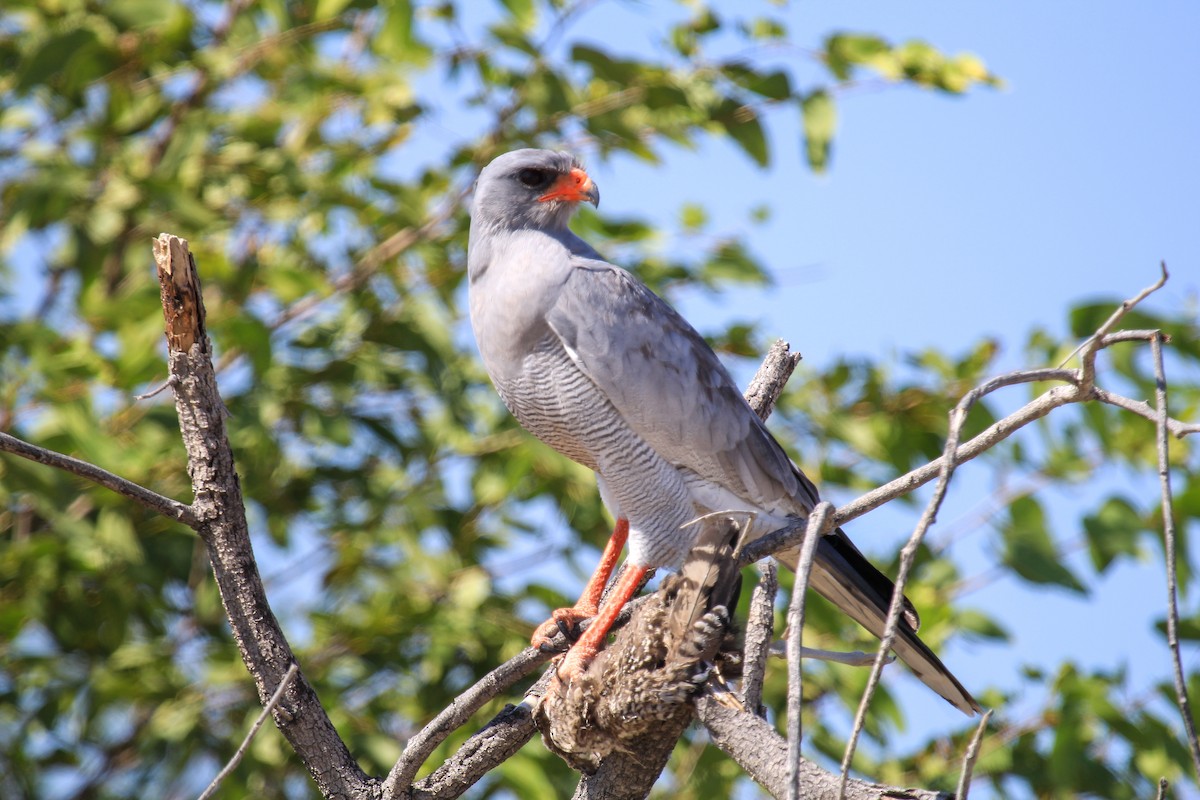 Pale Chanting-Goshawk - ML646336661