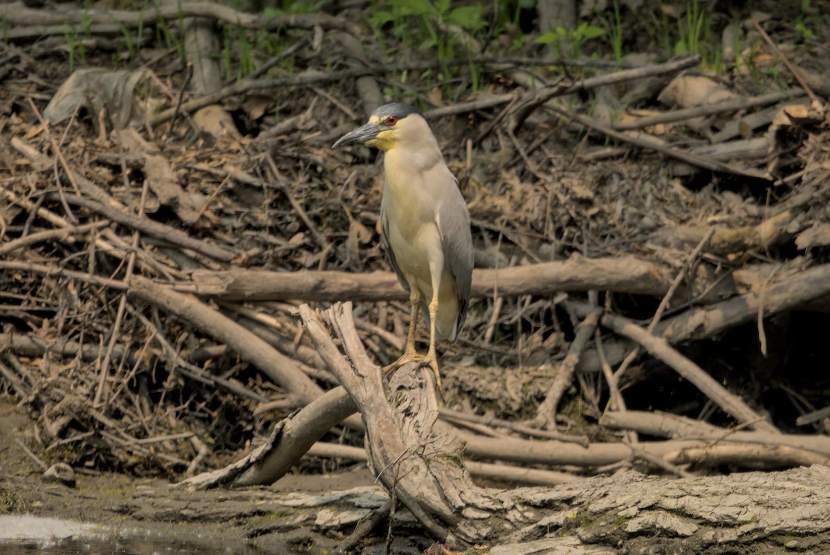 Black-crowned Night Heron - ML646336662