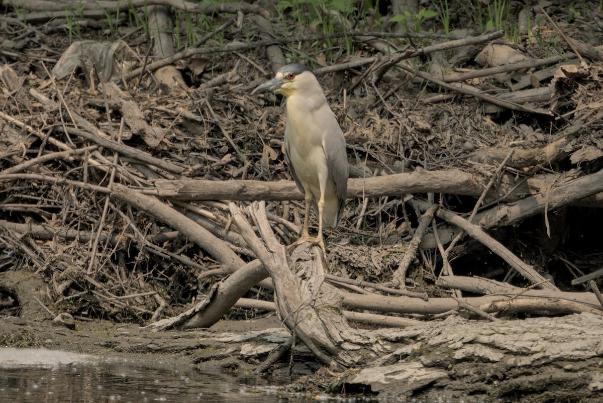 Black-crowned Night Heron - ML646336663