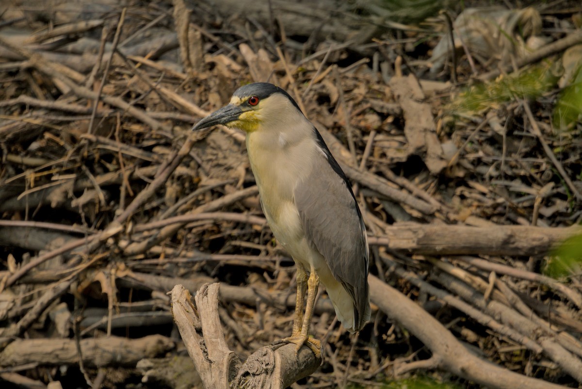 Black-crowned Night Heron - ML646336664