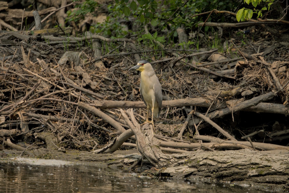 Black-crowned Night Heron - ML646336665