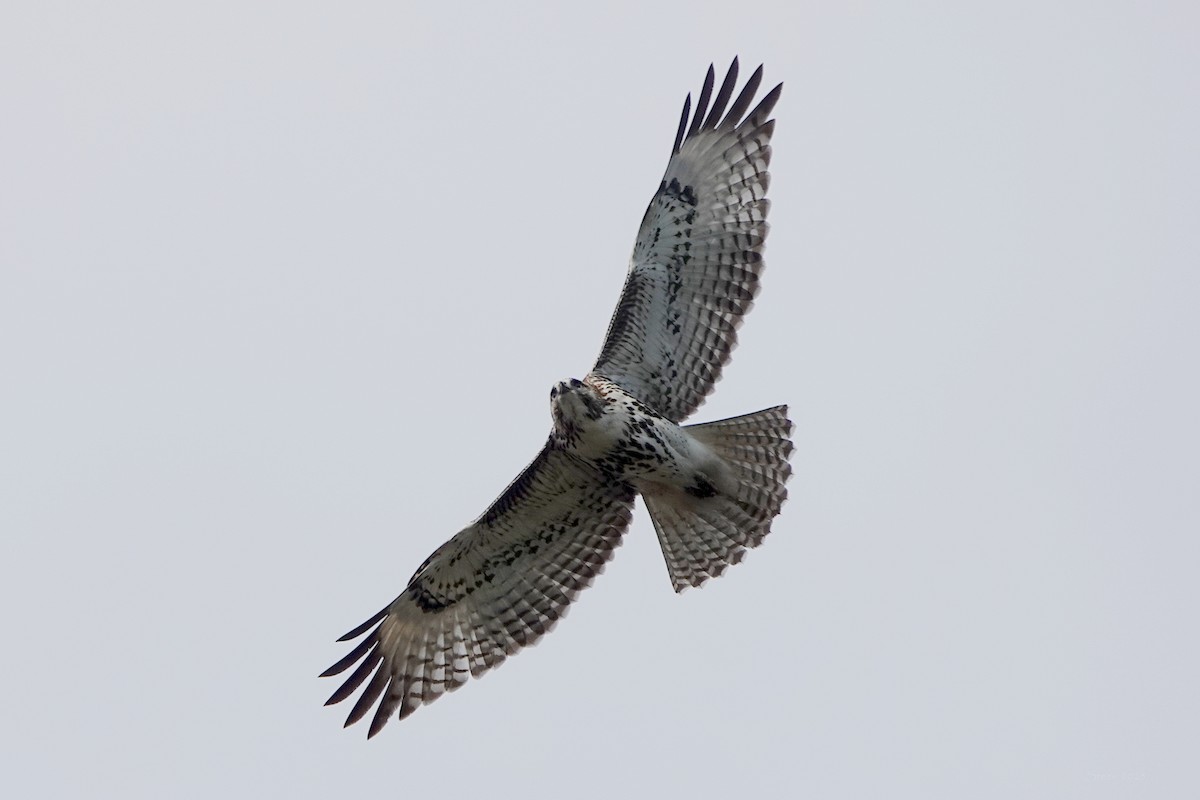 Red-tailed Hawk - ML646336668