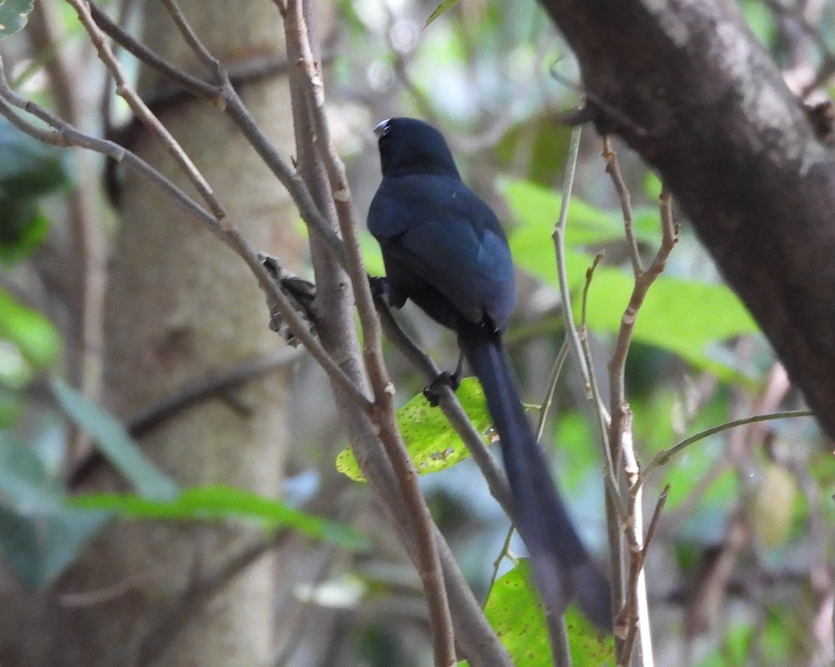 Racket-tailed Treepie - ML646336672