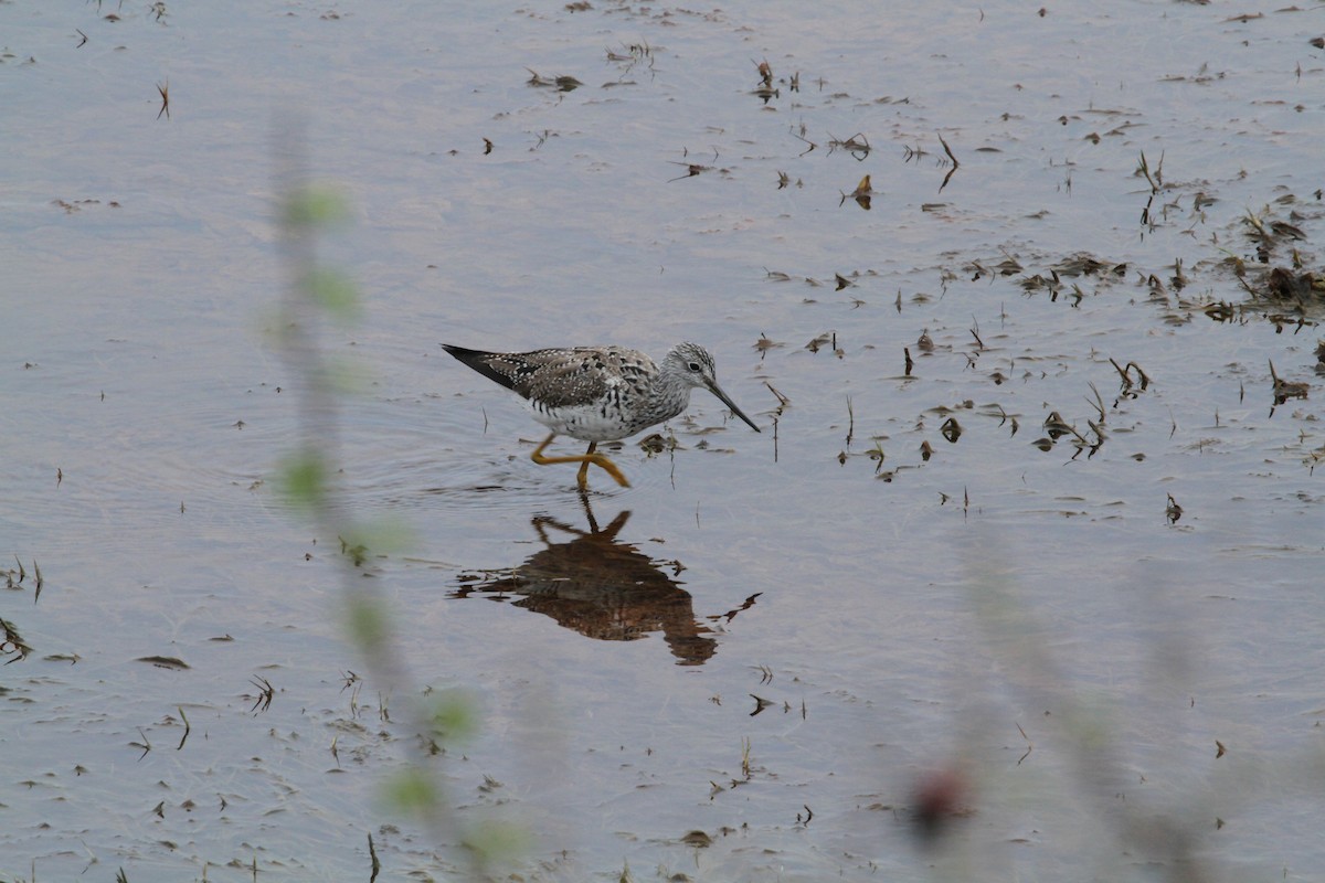 Greater Yellowlegs - ML646336674