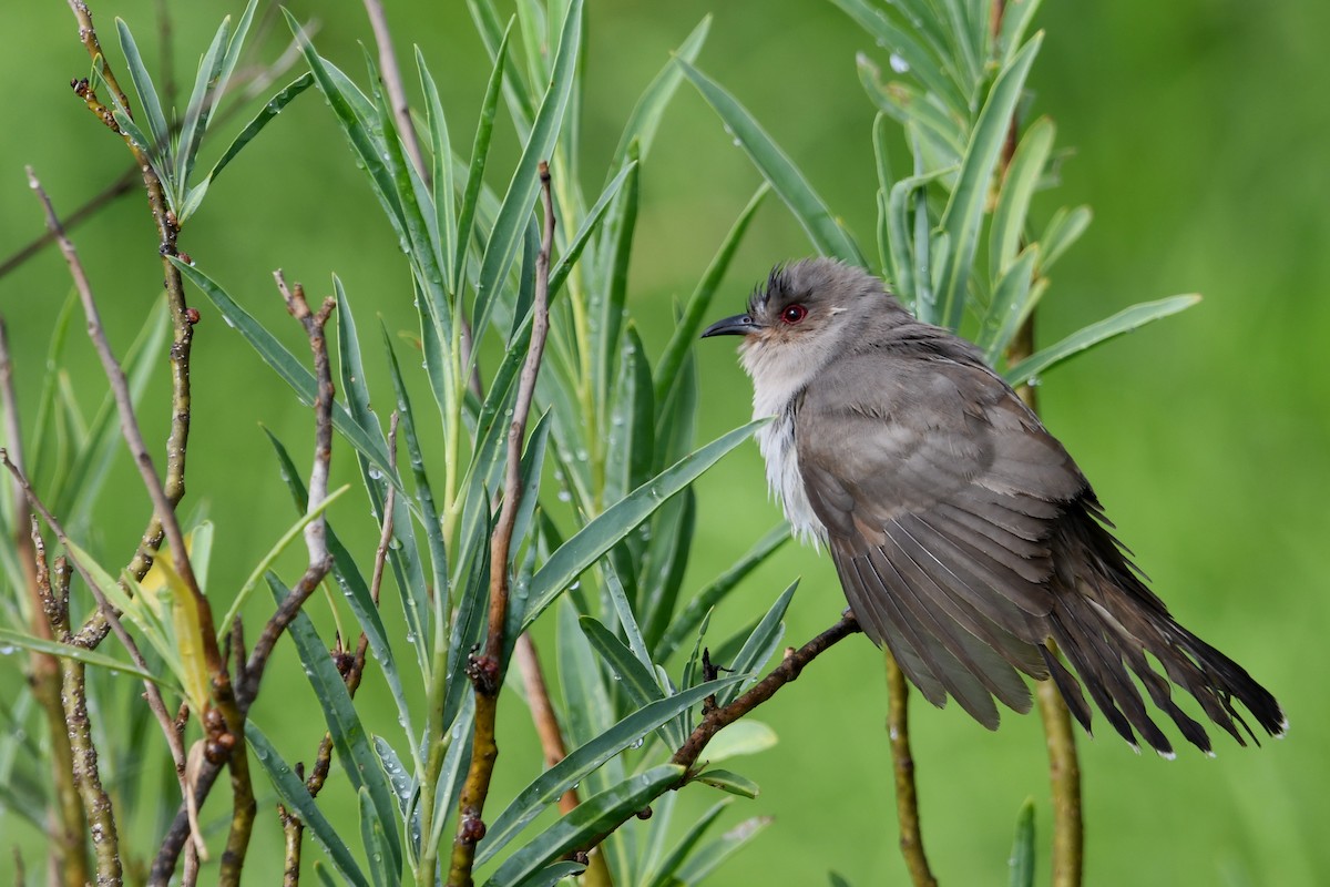 Cuclillo Ceniciento - ML646336679