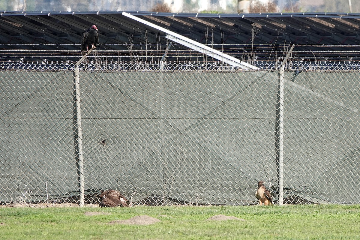 Red-tailed Hawk - ML646336681