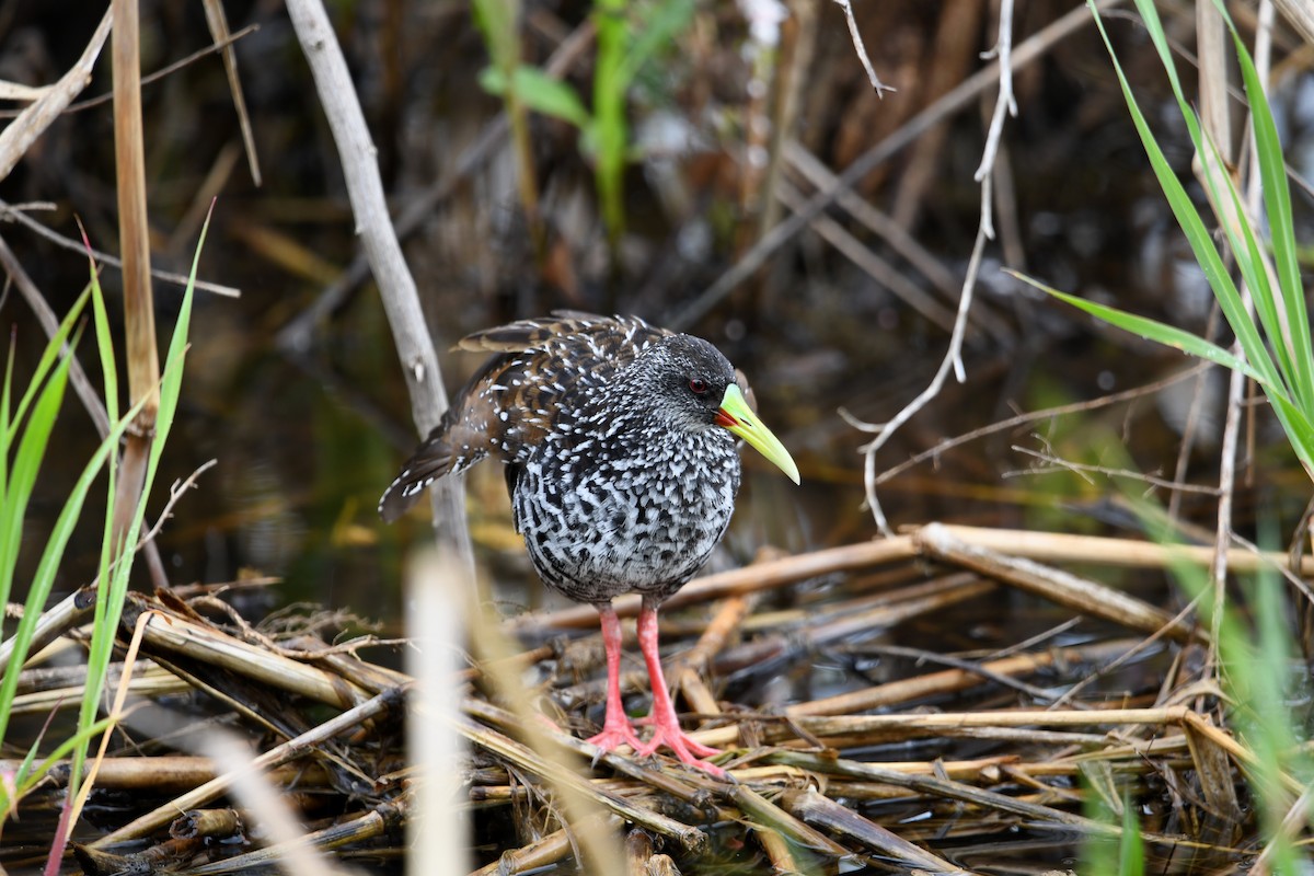 Spotted Rail - ML646336683
