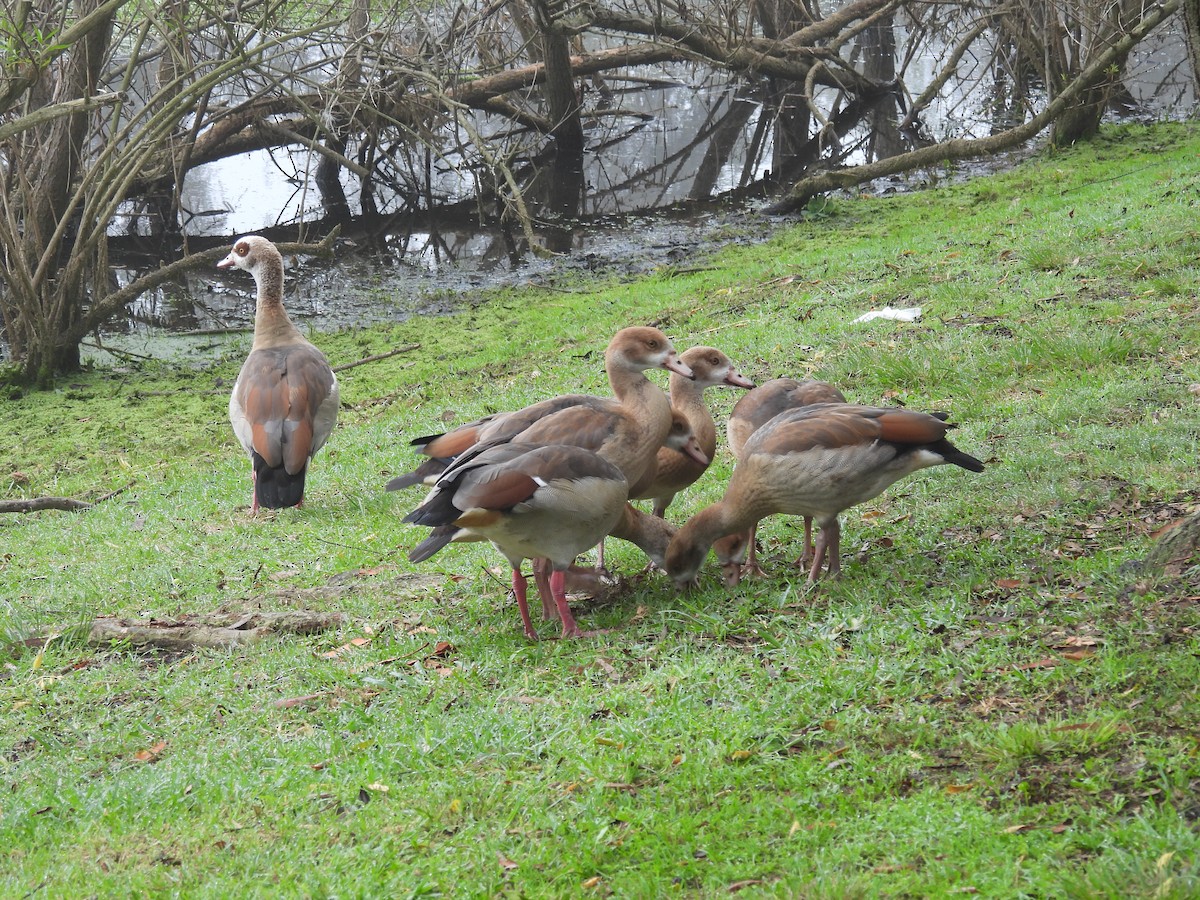 Oca egiziana - ML646336685