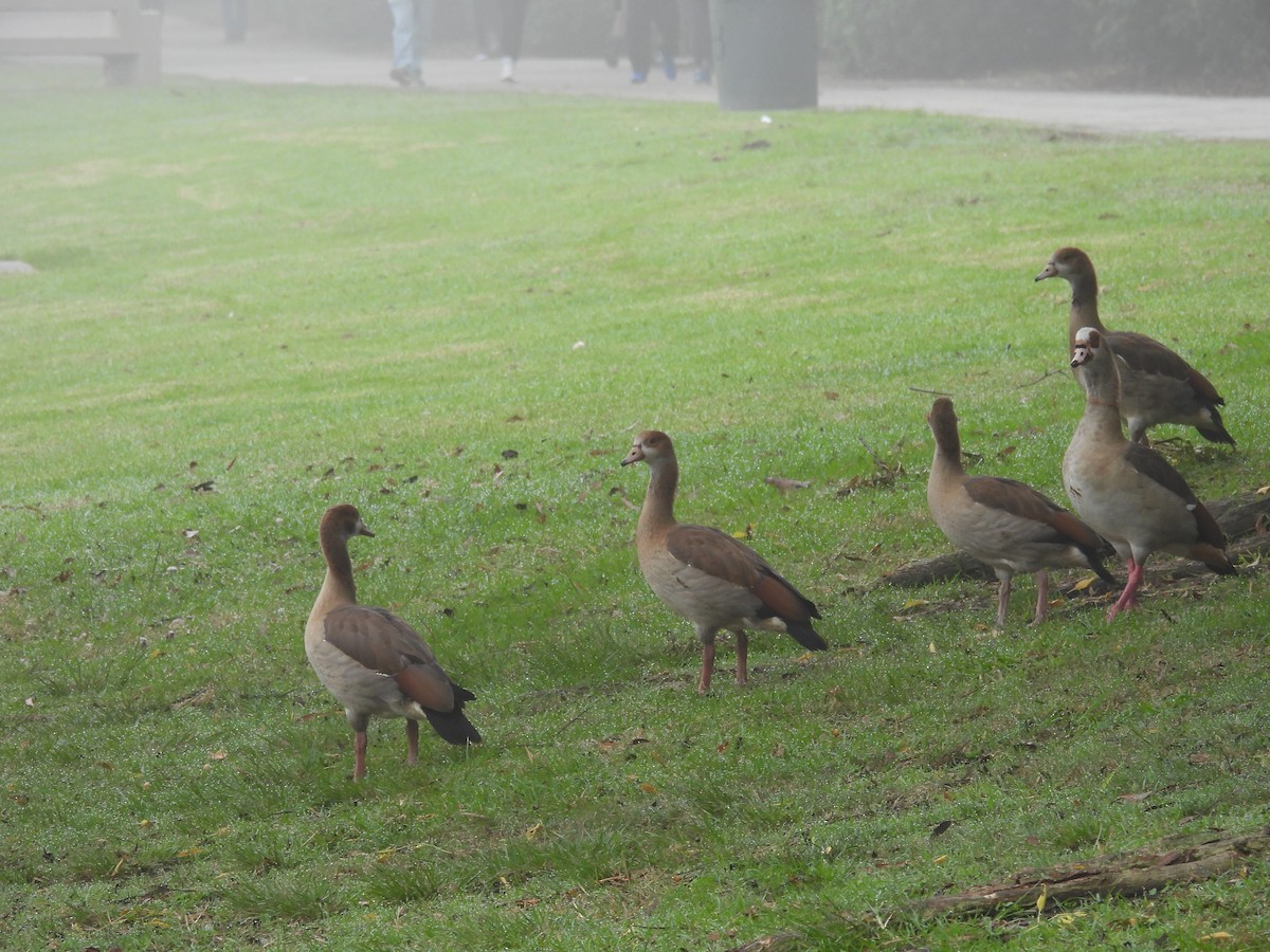 Oca egiziana - ML646336686