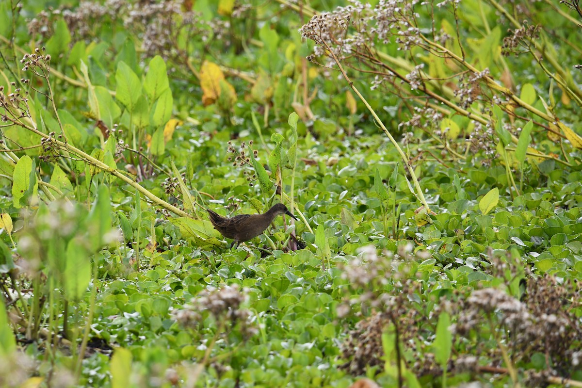 Kurşuni Sukılavuzu - ML646336687