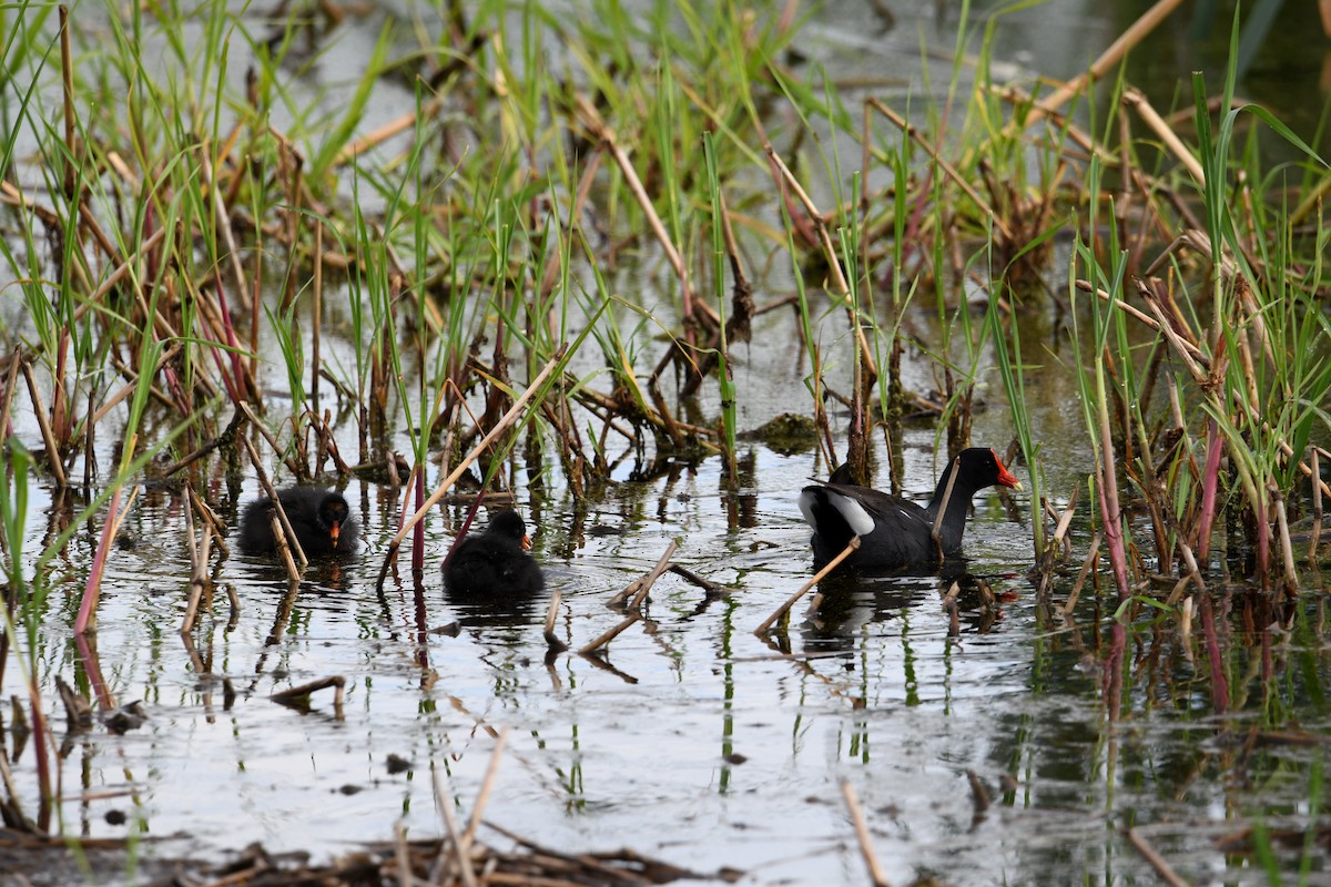 סופית אמריקנית - ML646336689