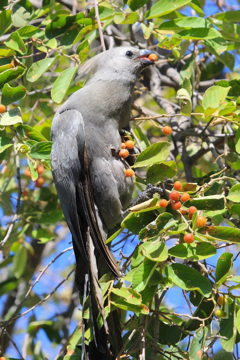 Gray Go-away-bird - ML646336691
