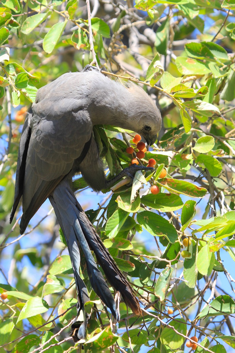 Gray Go-away-bird - ML646336692