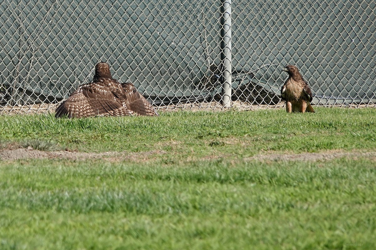 Red-tailed Hawk - ML646336693