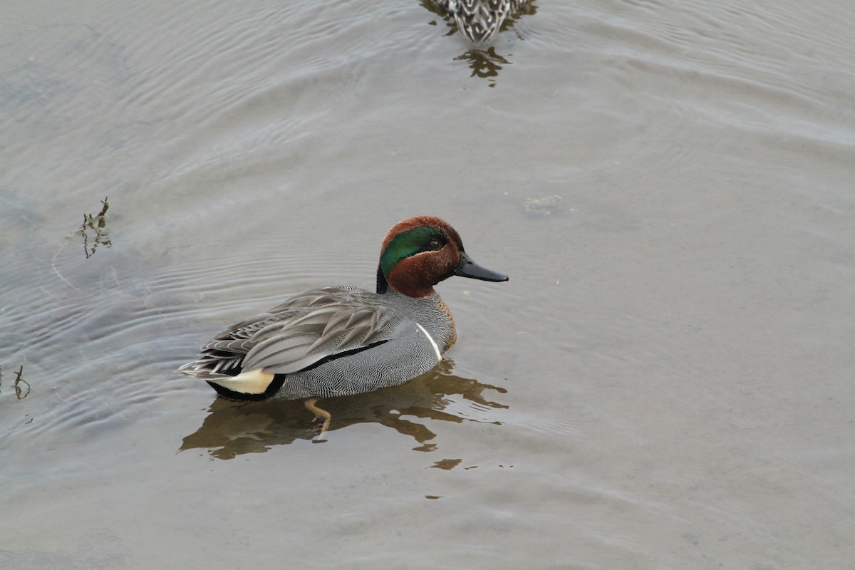 Green-winged Teal - ML646336699